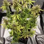 Amnesia Haze Auto - First indoor grow