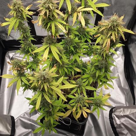 Amnesia Haze Auto - First indoor grow