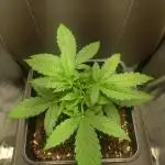 Amnesia Haze Auto - First indoor grow