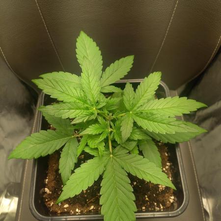 Amnesia Haze Auto - First indoor grow