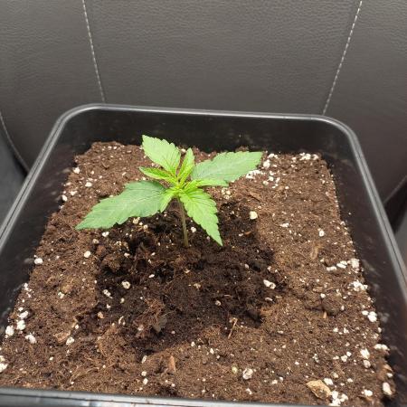 Amnesia Haze Auto - First indoor grow