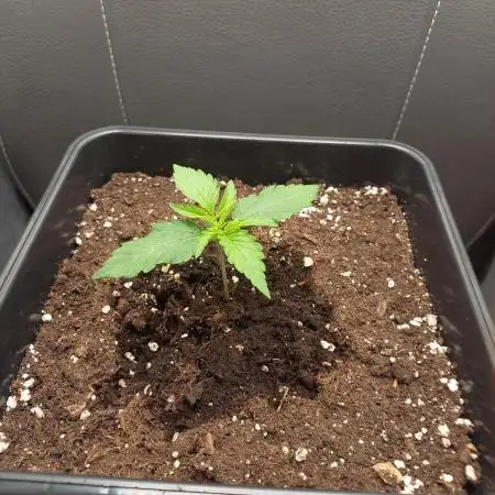Amnesia Haze Auto - First indoor grow