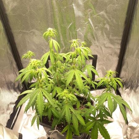 Amnesia Haze Auto - First indoor grow