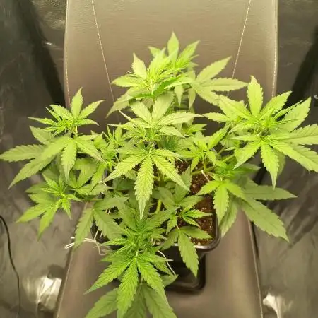 Amnesia Haze Auto - First indoor grow