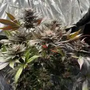 Spacebucket-Grow #3 (Blueberry Pancakes)