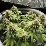 Spacebucket-Grow #1 (Critical Kush)