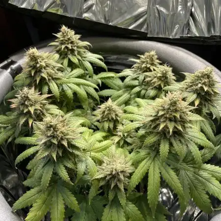 Spacebucket-Grow #1 (Critical Kush)
