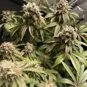 Spacebucket-Grow #2 (Purple Punch)