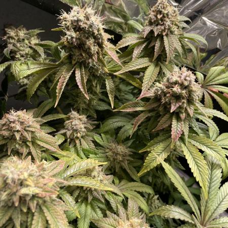 Spacebucket-Grow #2 (Purple Punch)