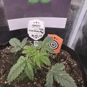 Canna-Community.de Kannabia Run 01/2026