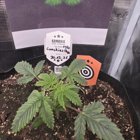 Canna-Community.de Kannabia Run 01/2026