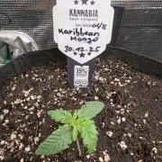 Canna-Community.de Kannabia Run 01/2026