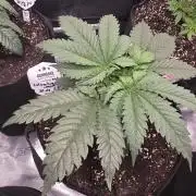 Canna-Community.de Kannabia Run 01/2026