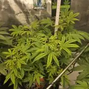 Canna-Community.de Kannabia Run 01/2026