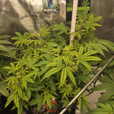 Canna-Community.de Kannabia Run 01/2026