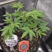 Canna-Community.de Kannabia Run 01/2026