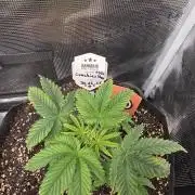 Canna-Community.de Kannabia Run 01/2026