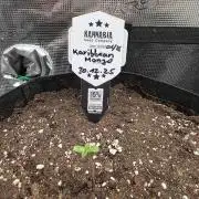 Canna-Community.de Kannabia Run 01/2026