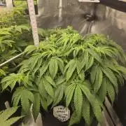 Canna-Community.de Kannabia Run 01/2026