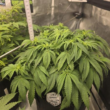 Canna-Community.de Kannabia Run 01/2026