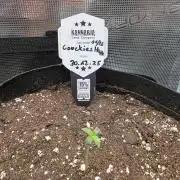 Kannabia Run 01/2026