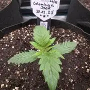 Canna-Community.de Kannabia Run 01/2026