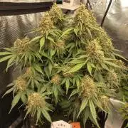 Canna-Community.de Kannabia Run 01/2026