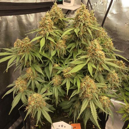 Canna-Community.de Kannabia Run 01/2026