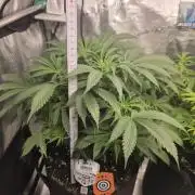 Canna-Community.de Kannabia Run 01/2026