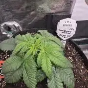 Canna-Community.de Kannabia Run 01/2026