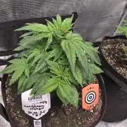 Canna-Community.de Kannabia Run 01/2026