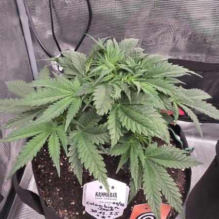 Canna-Community.de Kannabia Run 01/2026