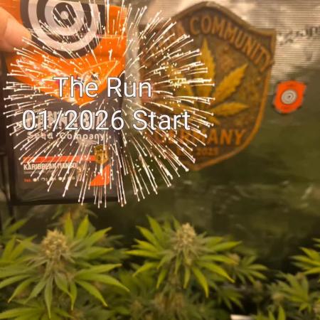 Kannabia Run 01/2026