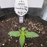 Canna-Community.de Kannabia Run 01/2026