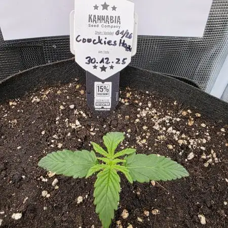 Canna-Community.de Kannabia Run 01/2026