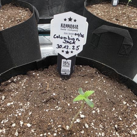 Canna-Community.de Kannabia Run 01/2026