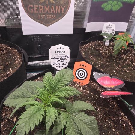 Canna-Community.de Kannabia Run 01/2026