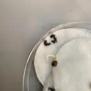 Kannabia Run 01/2026