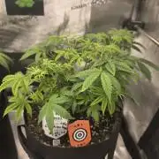 Canna-Community.de Kannabia Run 01/2026