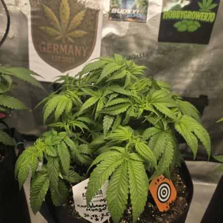 Canna-Community.de Kannabia Run 01/2026