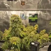 Canna-Community.de Kannabia Run 01/2026
