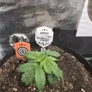 Canna-Community.de Kannabia Run 01/2026