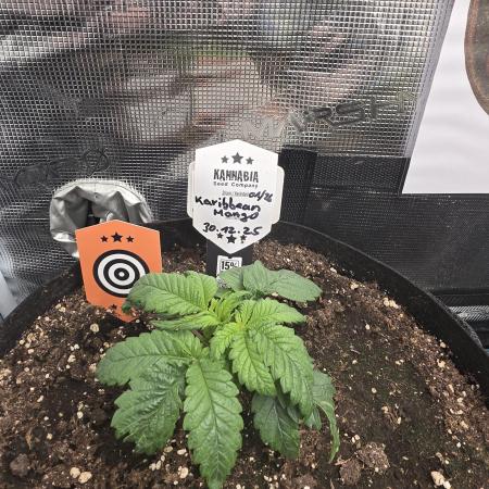 Canna-Community.de Kannabia Run 01/2026