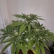 Desfrán - Dutch Passion