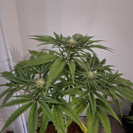 Desfrán - Dutch Passion