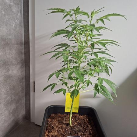 Bruce Banner (Dark Horse)