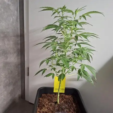 Bruce Banner (Dark Horse)