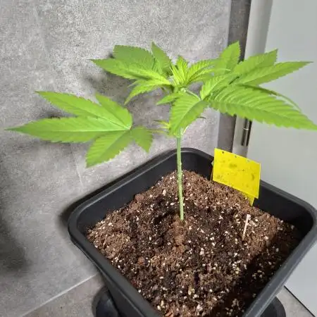 Dutch Passion Master Kush