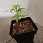 Nigerian Sativa - Love of Landrace