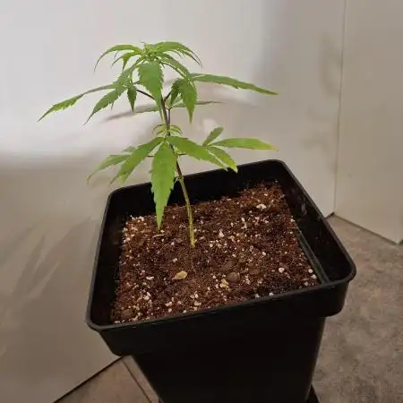 Nigerian Sativa - Love of Landrace